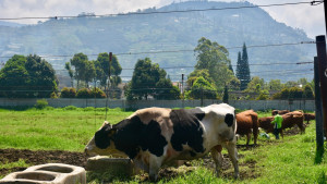 Kementan Kembangkan Lokasi Baru di Subang untuk Tingkatkan Produksi Bibit Ternak Unggul